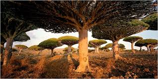 جزیره سقطری یمن 